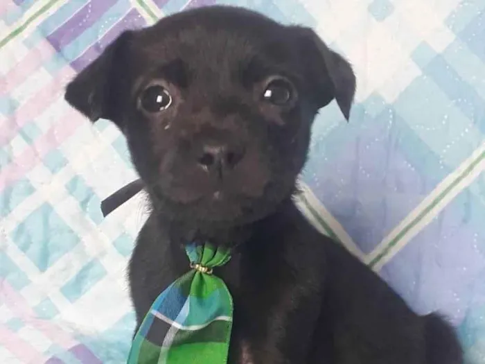 Cachorro raça SRD idade 2 a 6 meses nome APOLO