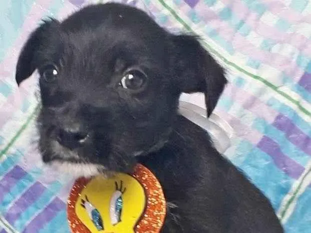 Cachorro raça SRD idade 2 a 6 meses nome GAEL