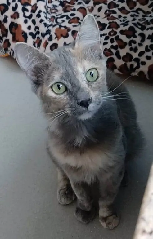 Gato ra a Srd idade 7 a 11 meses nome Suzy