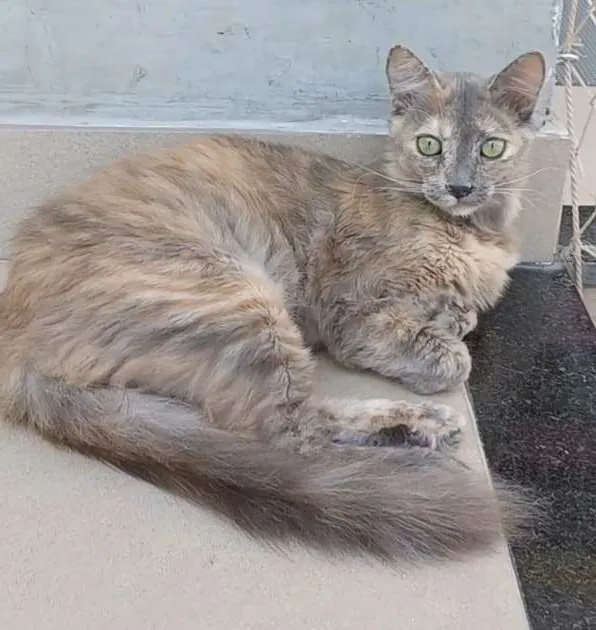 Gato ra a Srd idade 7 a 11 meses nome Suzy