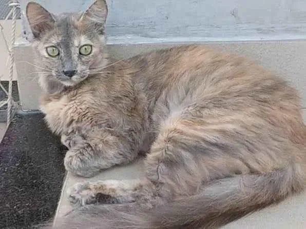 Gato ra a Srd idade 7 a 11 meses nome Suzy