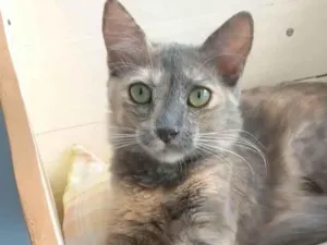 Gato raça Srd idade 7 a 11 meses nome Suzy