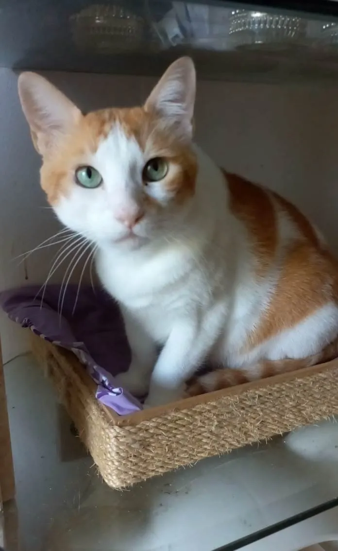 Gato ra a Srd idade 2 anos nome Taylor 