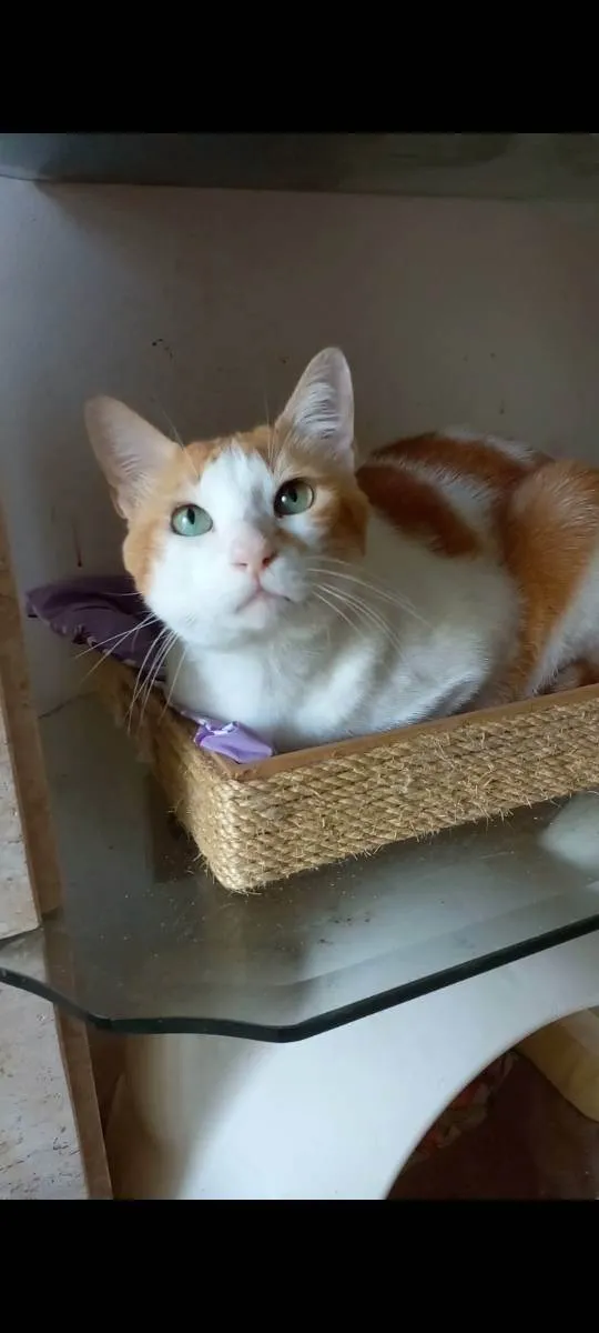 Gato ra a Srd idade 2 anos nome Taylor 