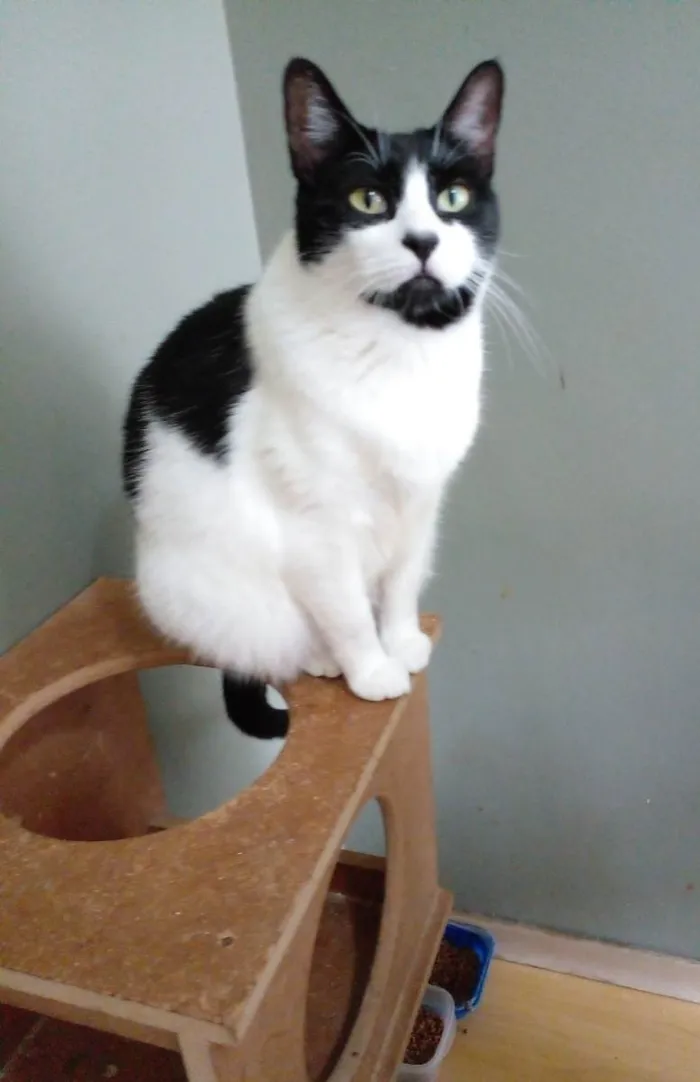 Gato ra a Srd idade 2 a 6 meses nome Filó 