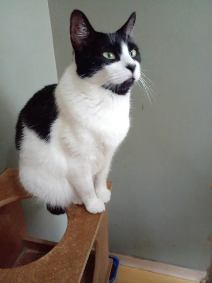 Gato ra a Srd idade 2 a 6 meses nome Filó 