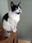 Filó