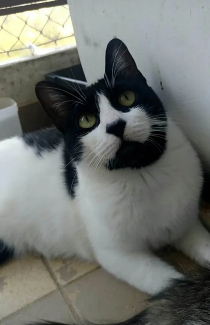 Gato ra a Srd idade 2 a 6 meses nome Filó 