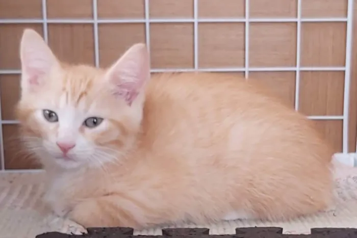 Gato ra a Srd idade 2 a 6 meses nome Paçoca 