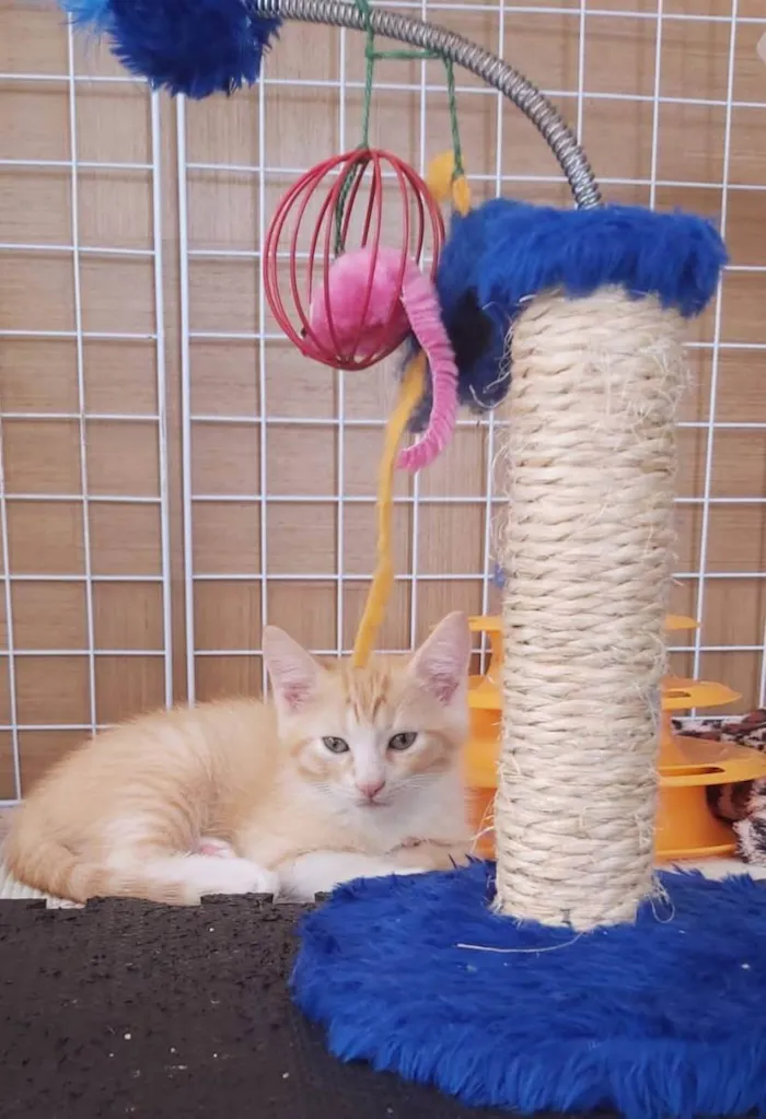 Gato ra a Srd idade 2 a 6 meses nome Paçoca 