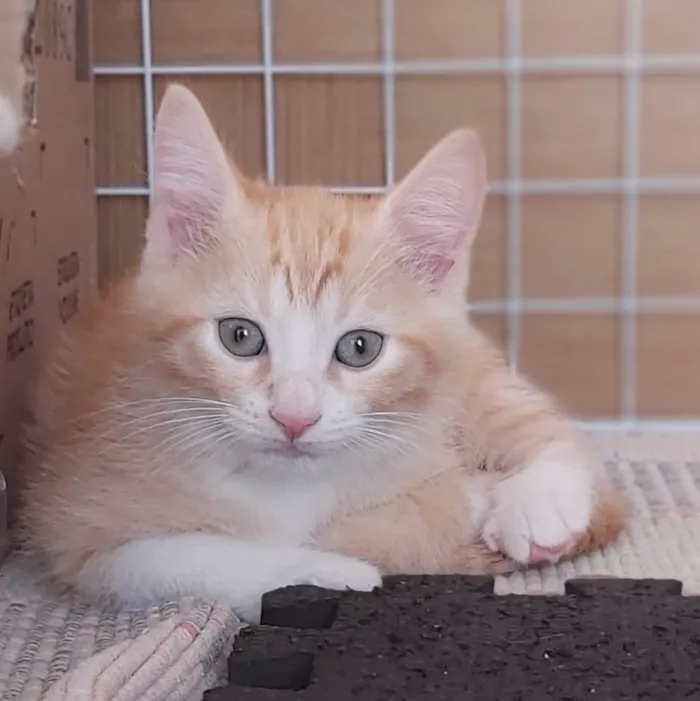 Gato ra a Srd idade 2 a 6 meses nome Paçoca 