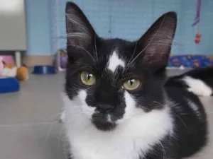 Gato raça Srd idade 2 a 6 meses nome Robin