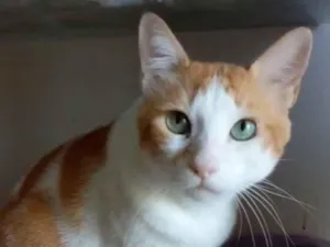 Gato raça Srd idade 2 anos nome Taylor 