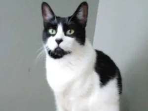 Gato raça Srd idade 2 a 6 meses nome Filó 