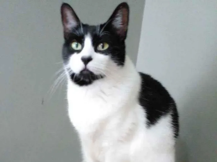 Gato ra a Srd idade 2 a 6 meses nome Filó 