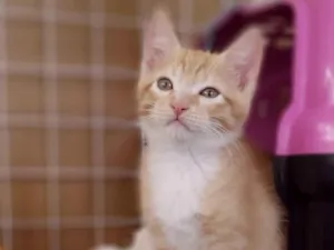 Gato raça Srd idade 2 a 6 meses nome Quindim