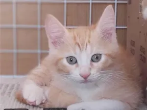 Gato raça Srd idade 2 a 6 meses nome Paçoca 