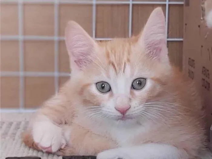 Gato ra a Srd idade 2 a 6 meses nome Paçoca 