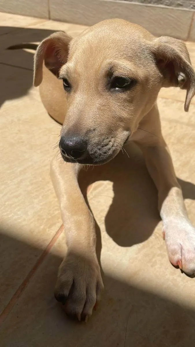 Cachorro ra a Vira lata  idade 2 a 6 meses nome Thor