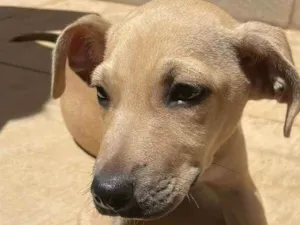 Cachorro raça Vira lata  idade 2 a 6 meses nome Thor