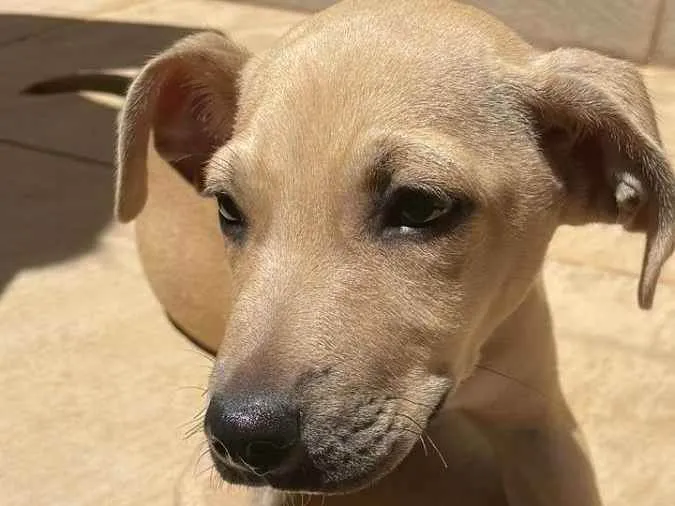 Cachorro ra a Vira lata  idade 2 a 6 meses nome Thor