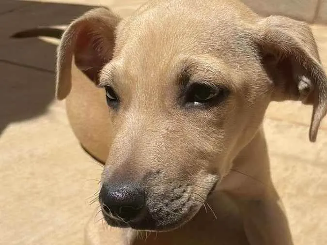 Cachorro ra a Vira lata  idade 2 a 6 meses nome Thor