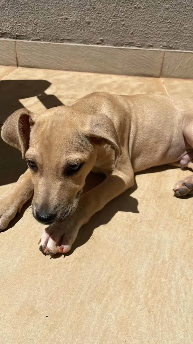 Cachorro ra a Vira lata  idade 2 a 6 meses nome Thor