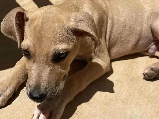 Cachorro ra a Vira lata  idade 2 a 6 meses nome Thor