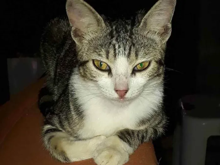 Gato ra a Normal idade 2 a 6 meses nome Bela