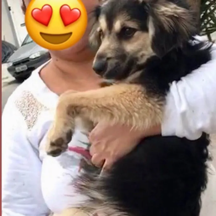 Cachorro raça  idade 1 ano nome Pompeu