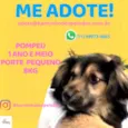 Cachorro raça  idade 1 ano nome Pompeu