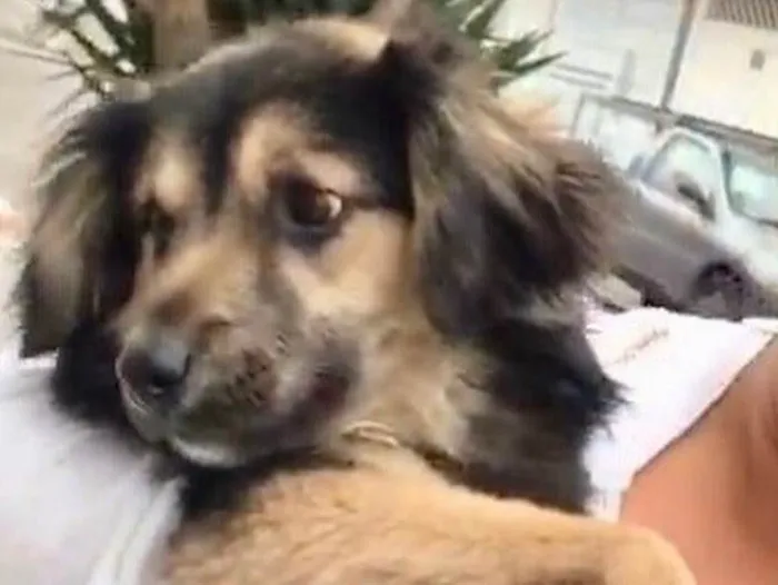 Cachorro raça  idade 1 ano nome Pompeu