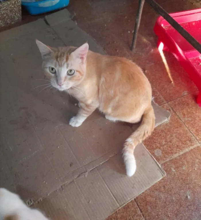 Gato ra a SRD idade 1 ano nome Bethoven