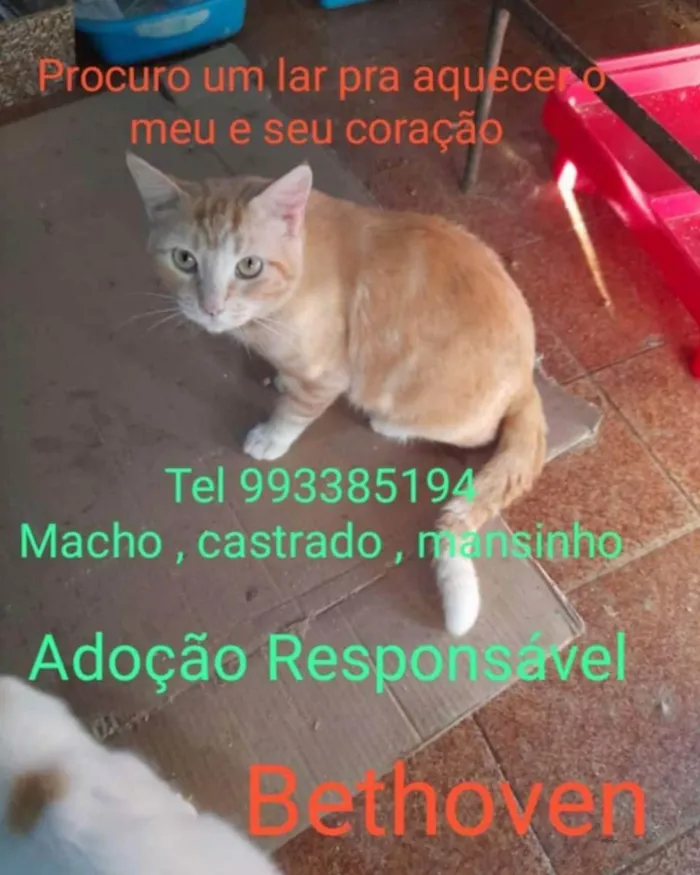 Gato ra a SRD idade 1 ano nome Bethoven