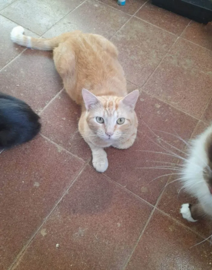 Gato ra a SRD idade 1 ano nome Bethoven