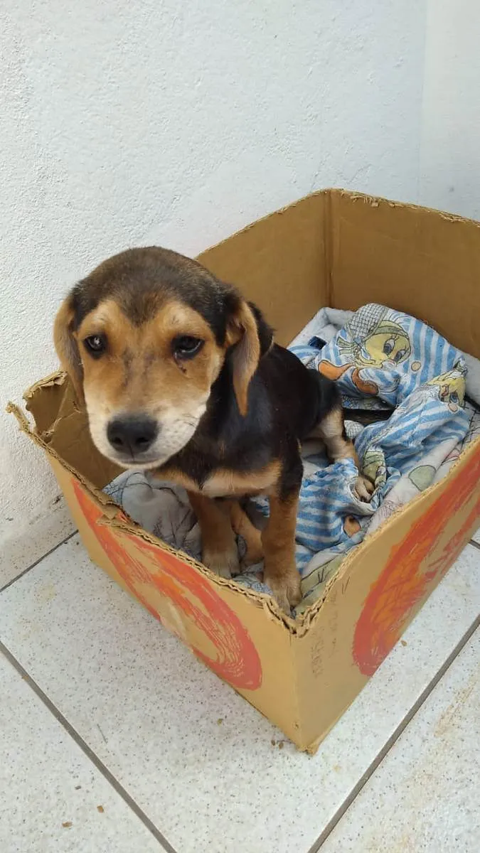 Cachorro ra a Mistura de Beagle com RSD idade 2 a 6 meses nome Duk