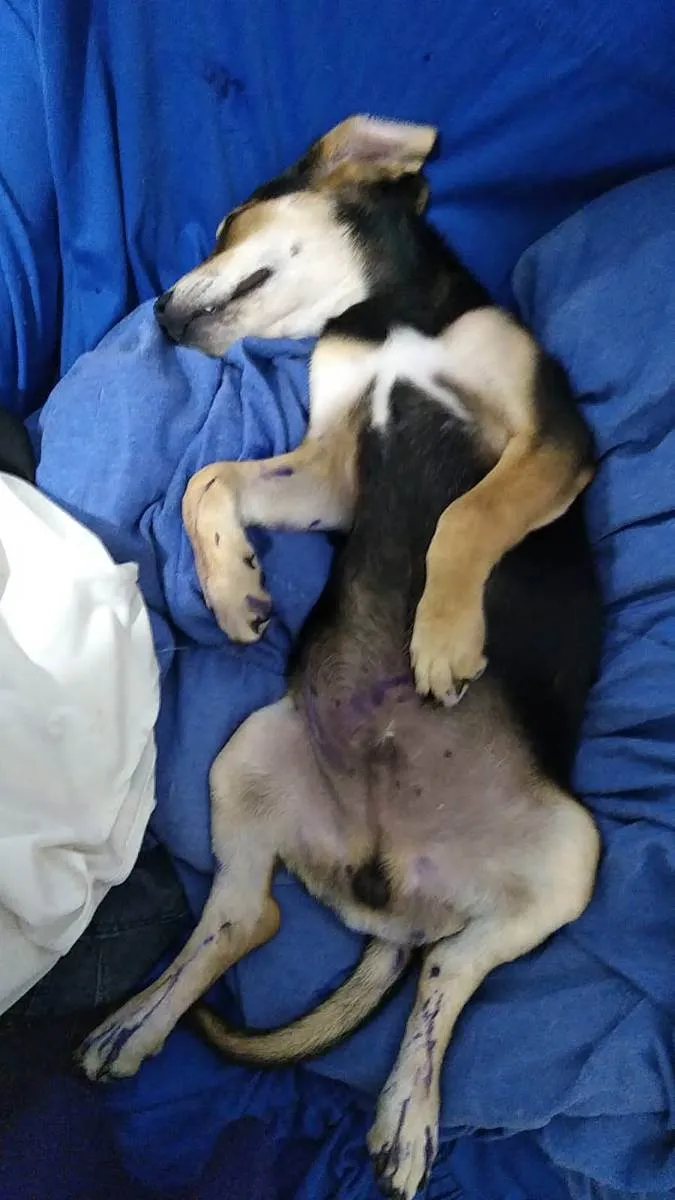 Cachorro ra a Mistura de Beagle com RSD idade 2 a 6 meses nome Duk