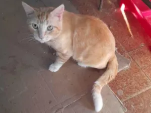Gato raça SRD idade 1 ano nome Bethoven