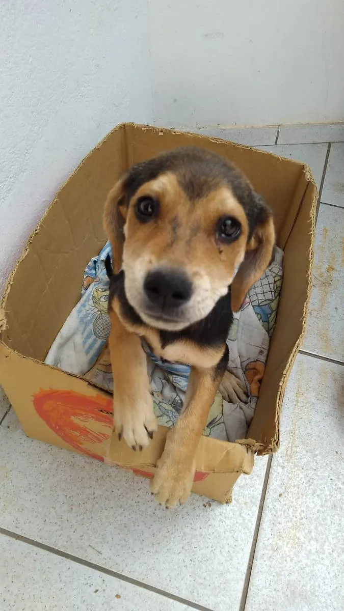 Cachorro ra a Mistura de Beagle com RSD idade 2 a 6 meses nome Duk