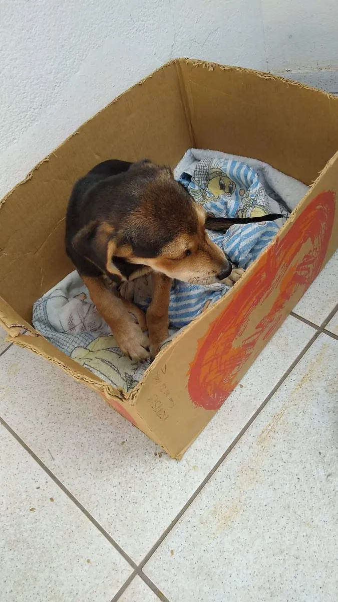 Cachorro ra a Mistura de Beagle com RSD idade 2 a 6 meses nome Duk