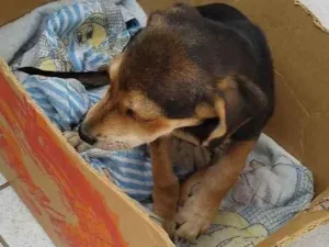 Cachorro raça Mistura de Beagle com RSD idade 2 a 6 meses nome Duk