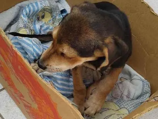 Cachorro ra a Mistura de Beagle com RSD idade 2 a 6 meses nome Duk