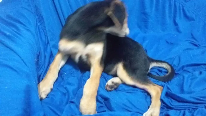 Cachorro ra a Mistura de Beagle com RSD idade 2 a 6 meses nome Duk