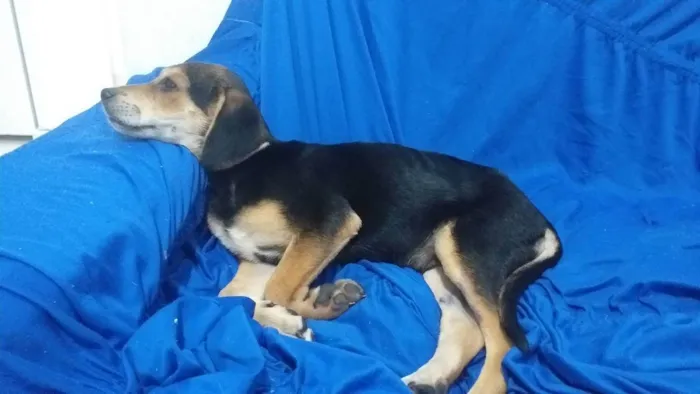 Cachorro ra a Mistura de Beagle com RSD idade 2 a 6 meses nome Duk