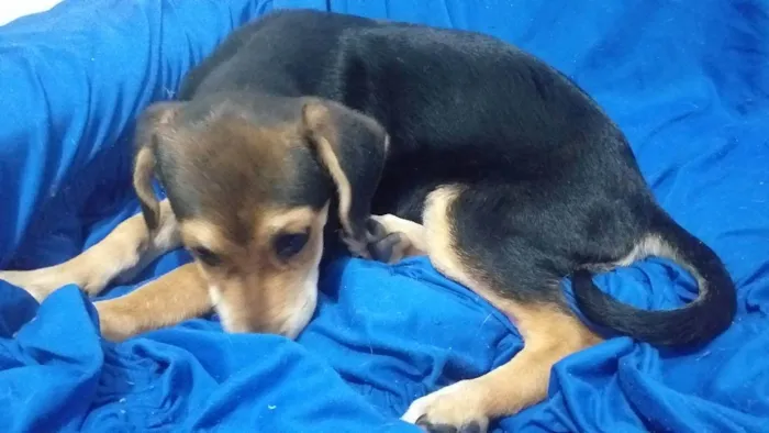 Cachorro ra a Mistura de Beagle com RSD idade 2 a 6 meses nome Duk