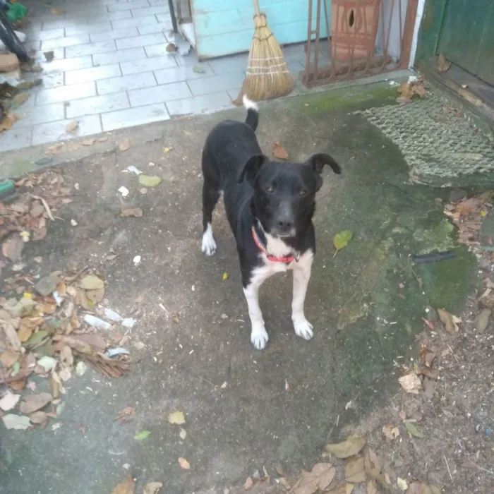 Cachorro ra a sem raça definida, castrado idade 3 anos nome Preto