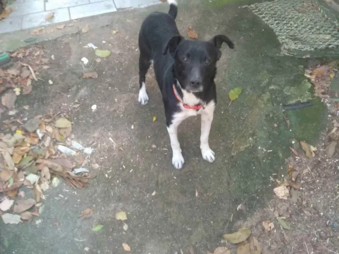 Cachorro ra a sem raça definida, castrado idade 3 anos nome Preto