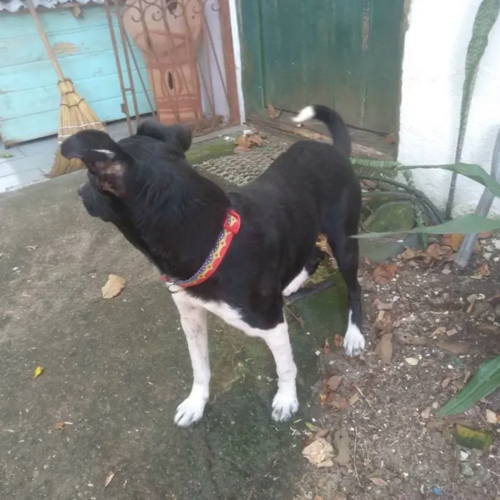 Cachorro ra a sem raça definida, castrado idade 3 anos nome Preto