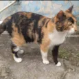 Bela