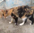 Bela